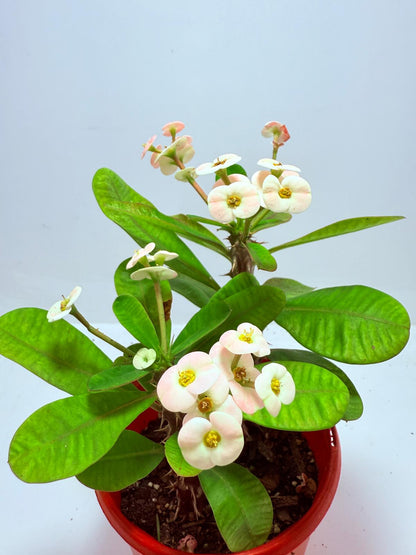 Euphorbia Milli #720