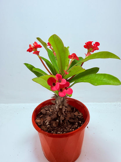 Euphorbia Milli #722