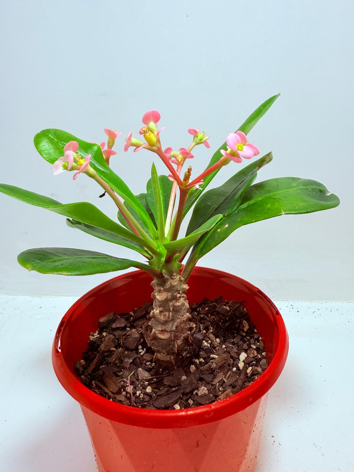 Euphorbia milii 'Soft Pink'