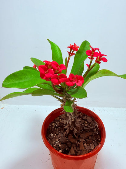 Euphorbia Milli #722