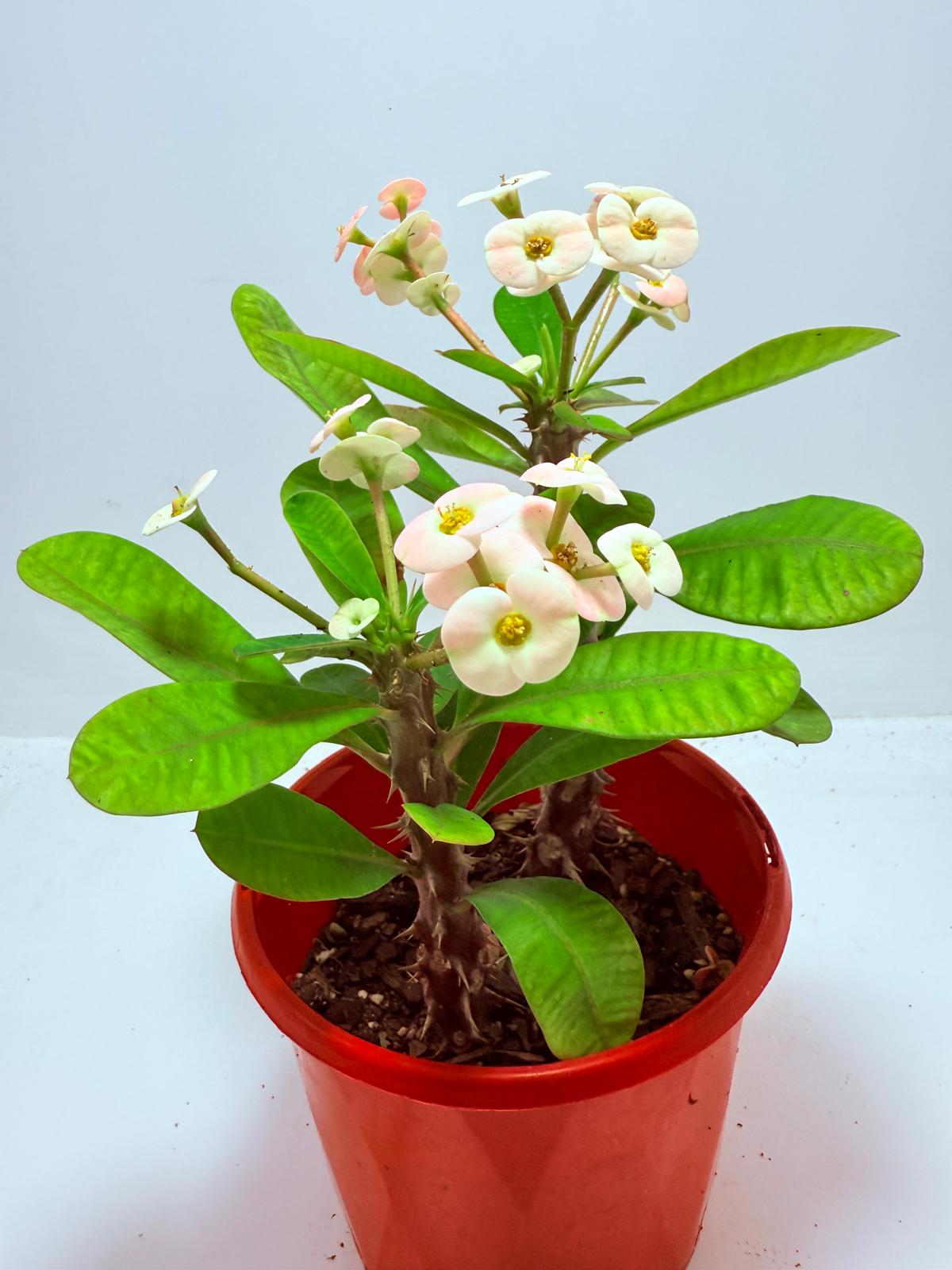 Euphorbia Milli #720