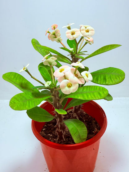 Euphorbia Milli #720