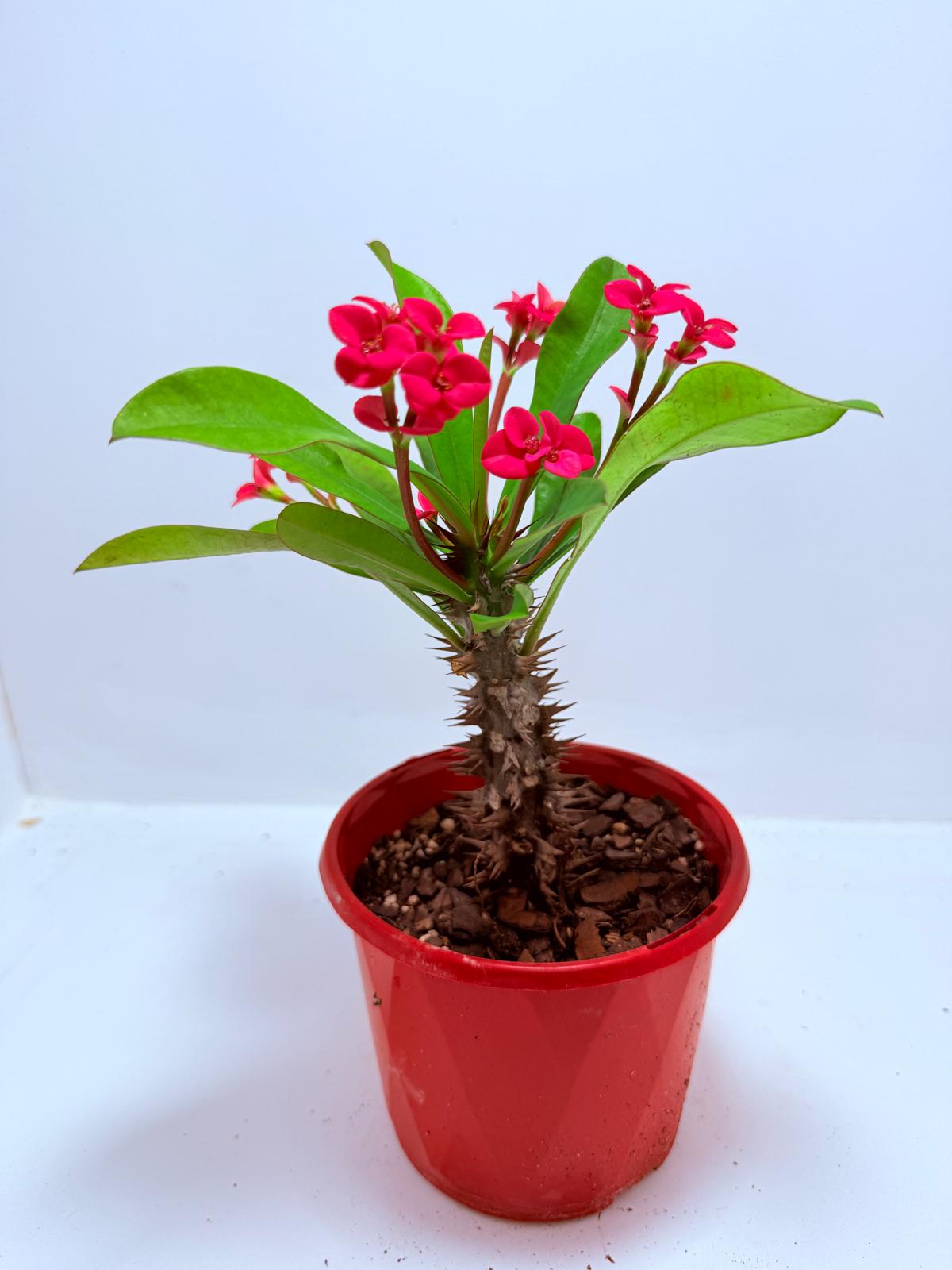 Euphorbia Milli #722