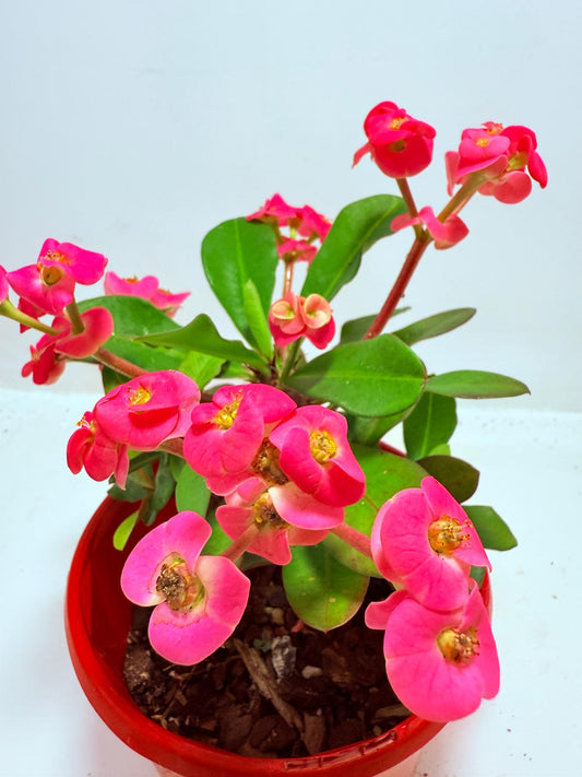 Euphorbia Milli #721