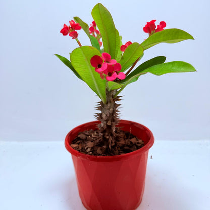 Euphorbia Milli #722