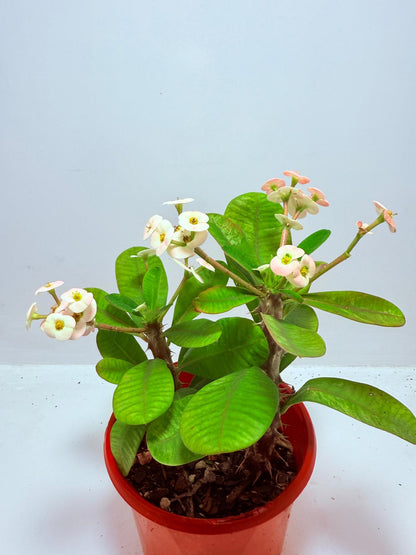 Euphorbia Milli #720