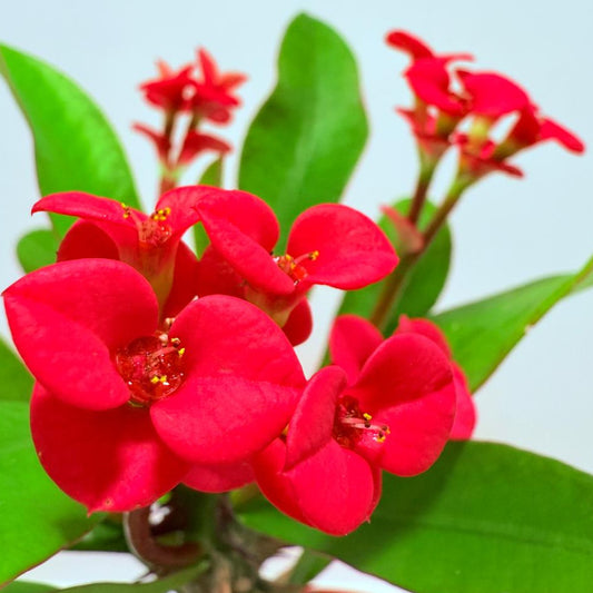 Euphorbia Milli #722