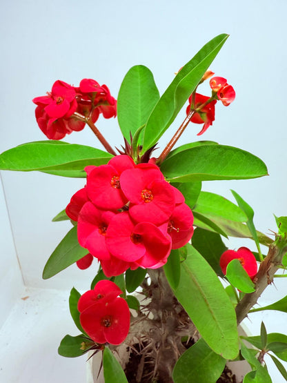 Euphorbia Milli #723