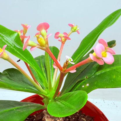 Euphorbia milii 'Soft Pink'
