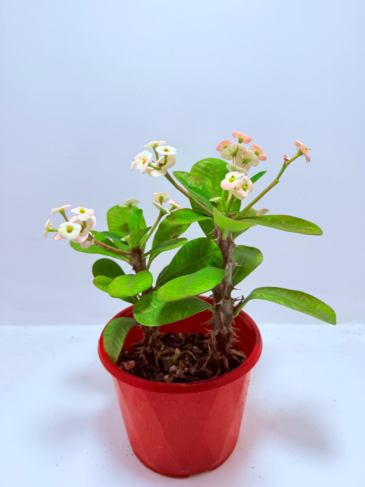 Euphorbia Milli #720