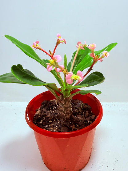 Euphorbia milii 'Soft Pink'