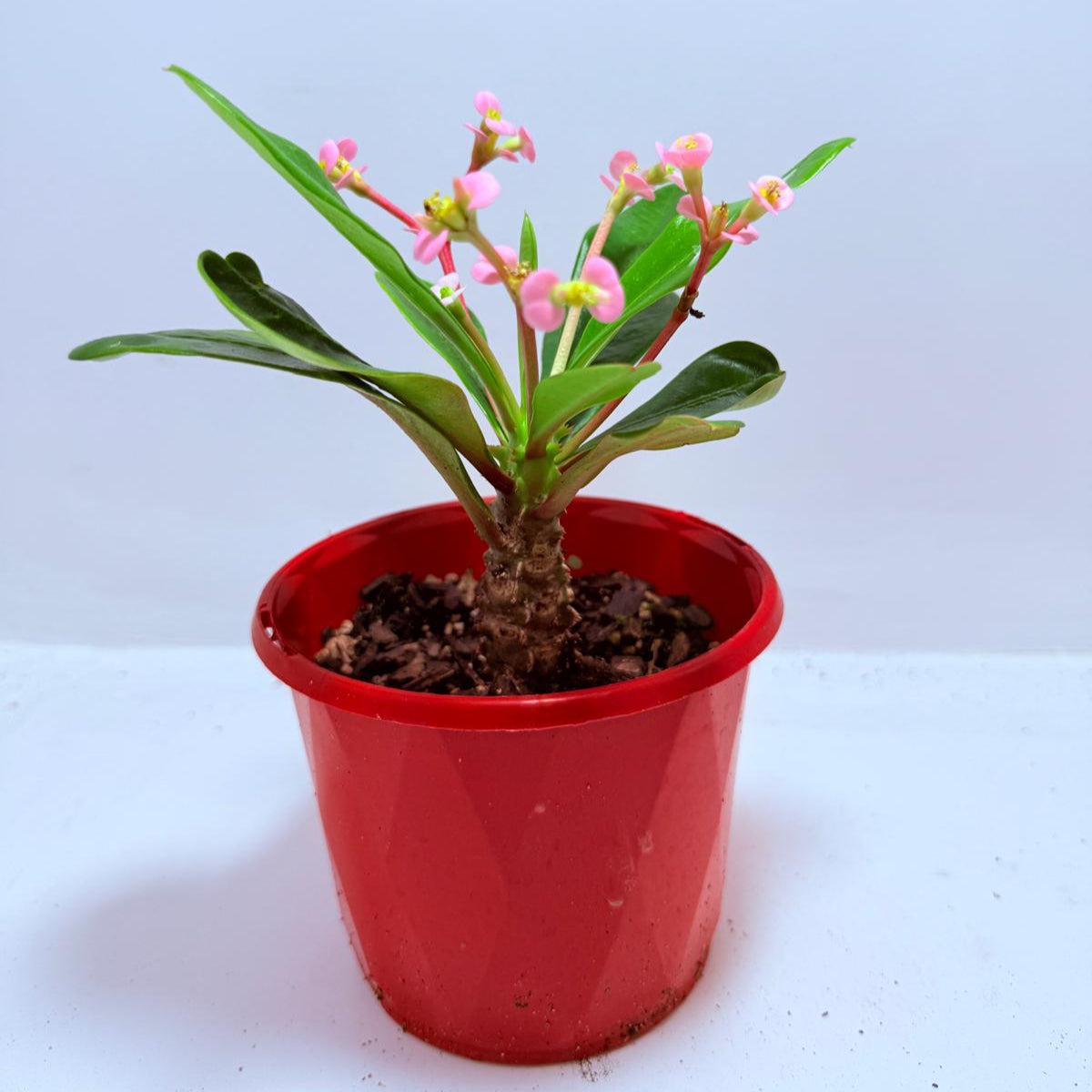 Euphorbia milii 'Soft Pink'