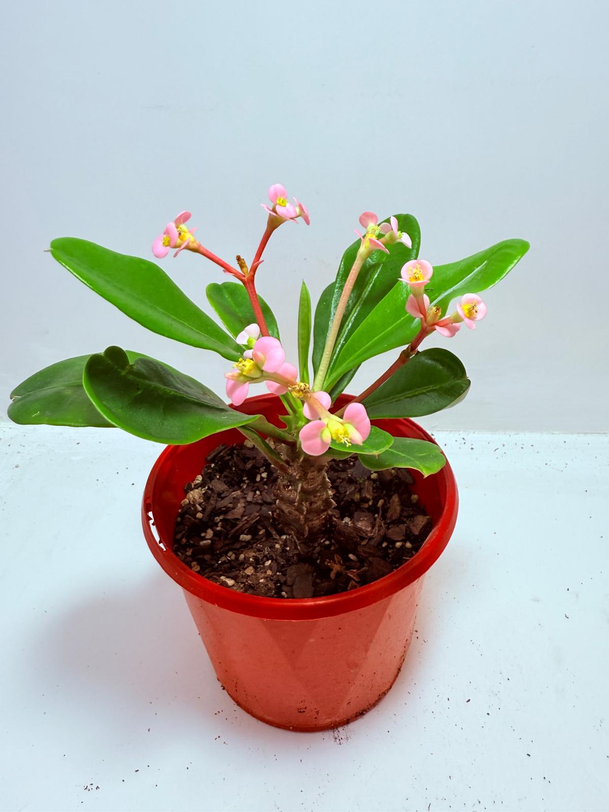 Euphorbia milii 'Soft Pink'