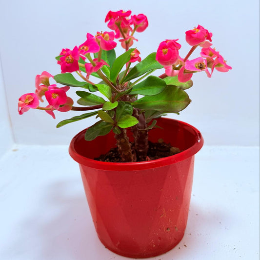 Euphorbia Milli #721