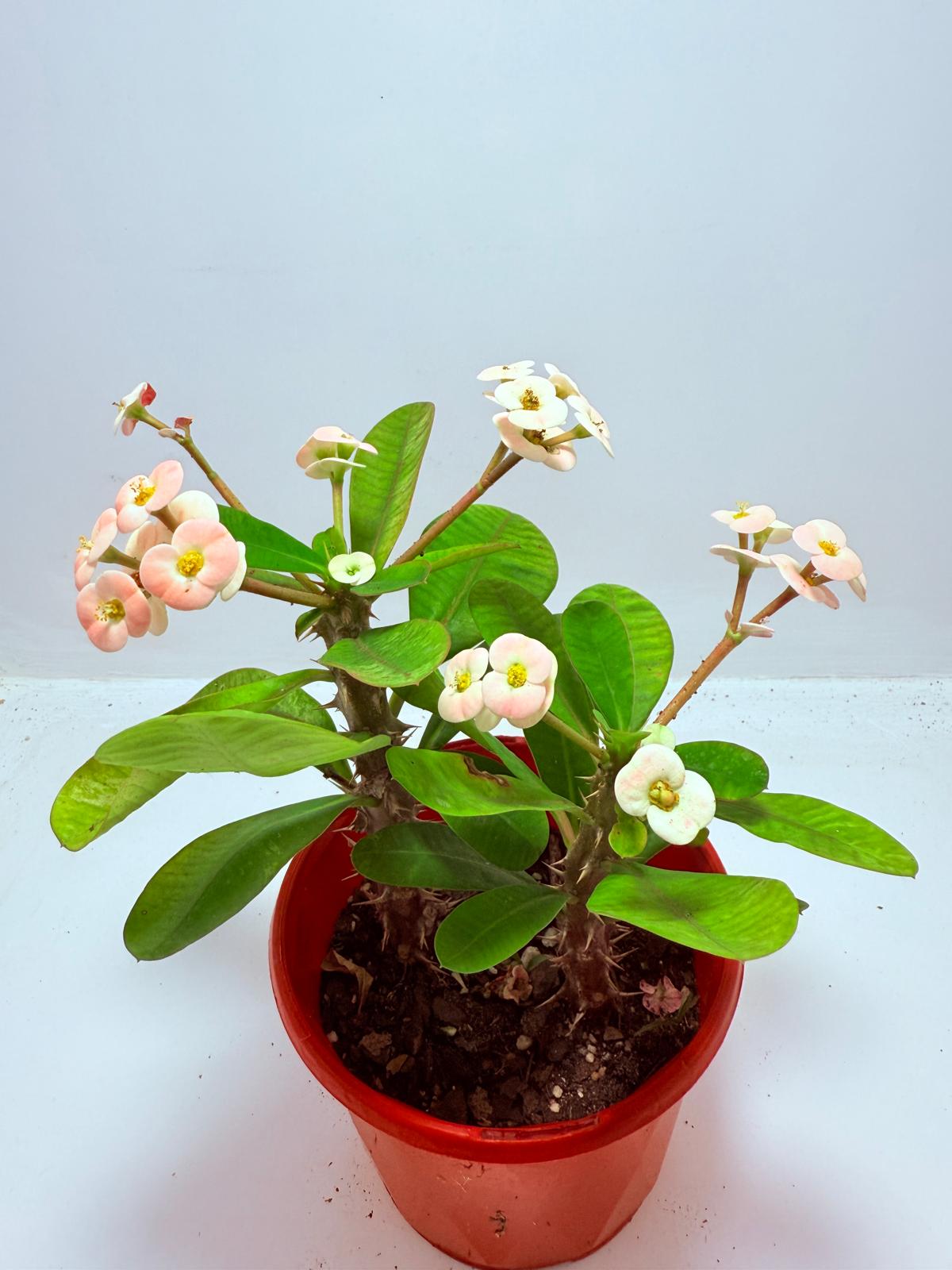 Euphorbia Milli #720