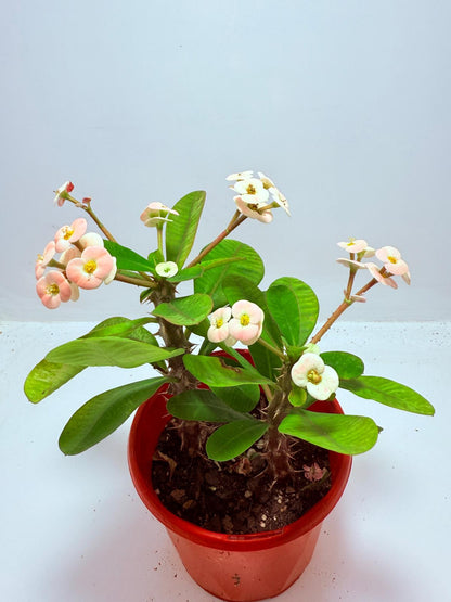 Euphorbia Milli #720