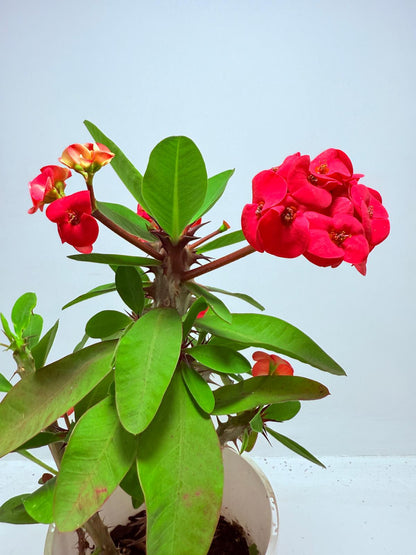 Euphorbia Milli #723