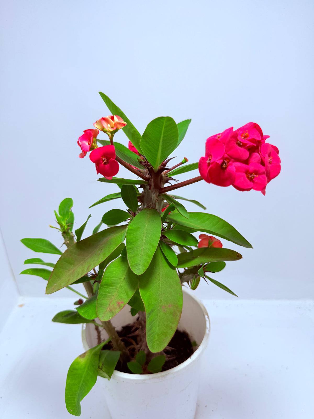 Euphorbia Milli #723