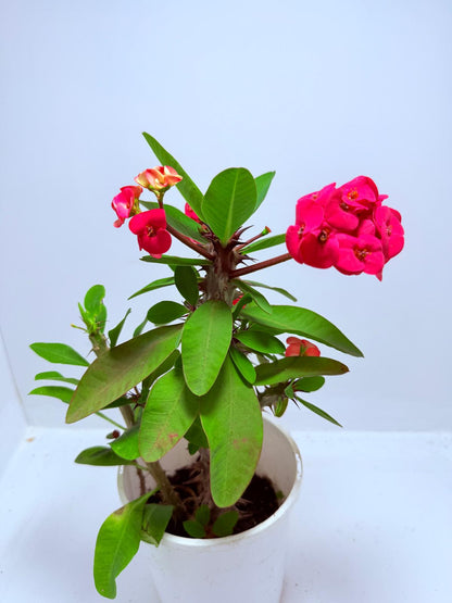 Euphorbia Milli #723