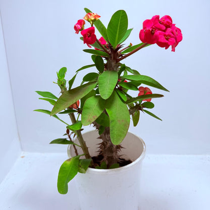 Euphorbia Milli #723
