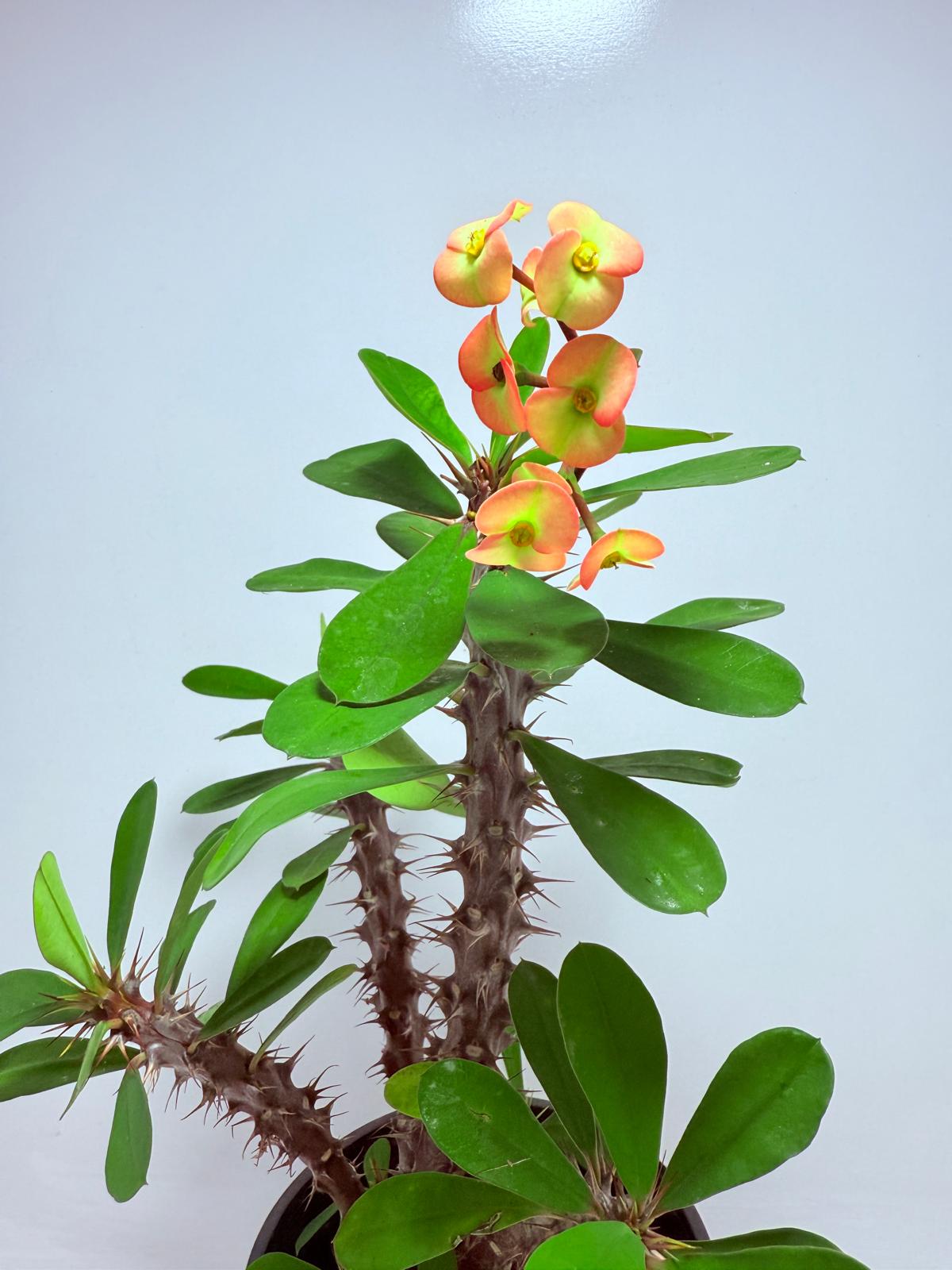 Euphorbia Milli #724
