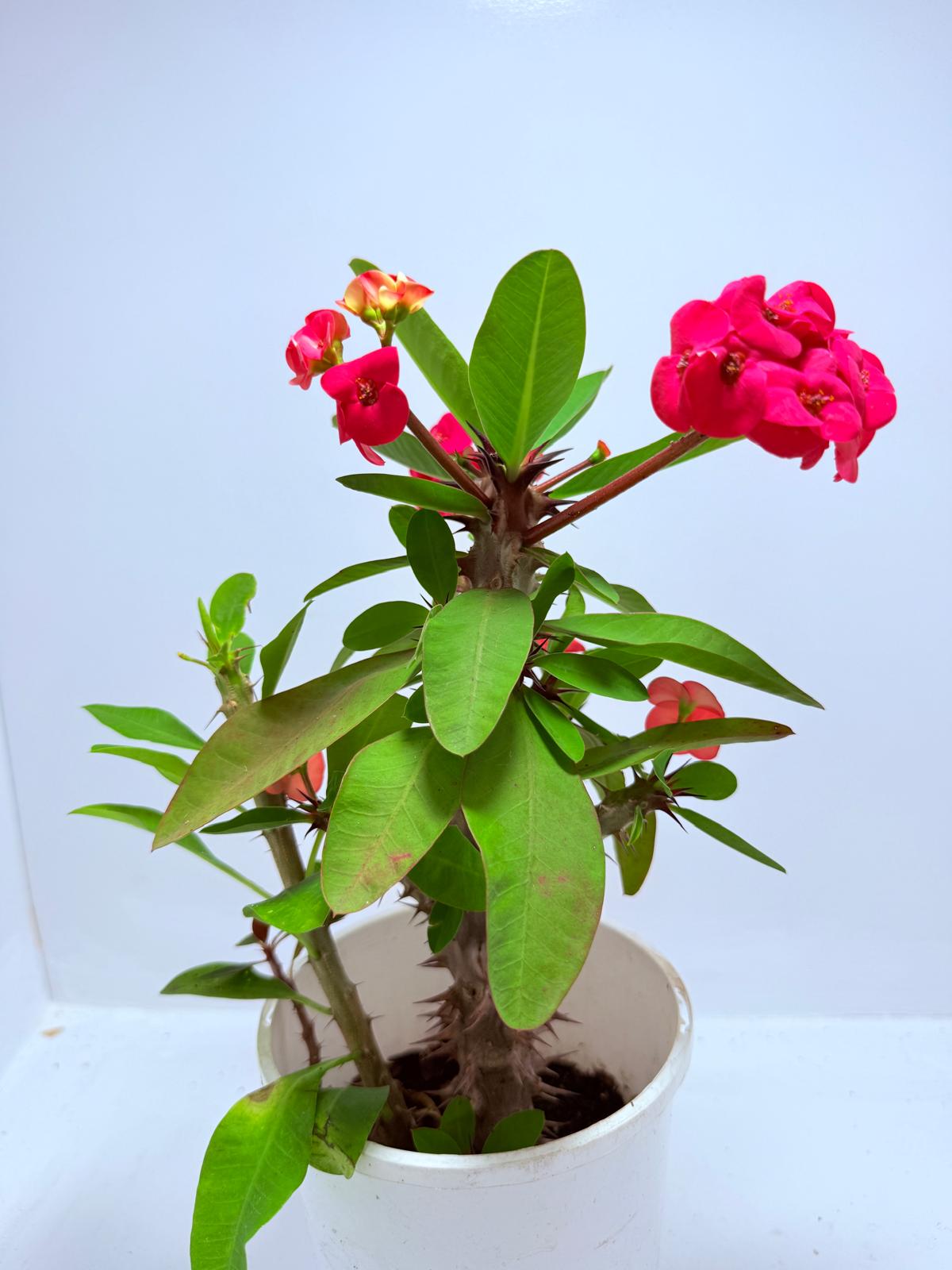 Euphorbia Milli #723