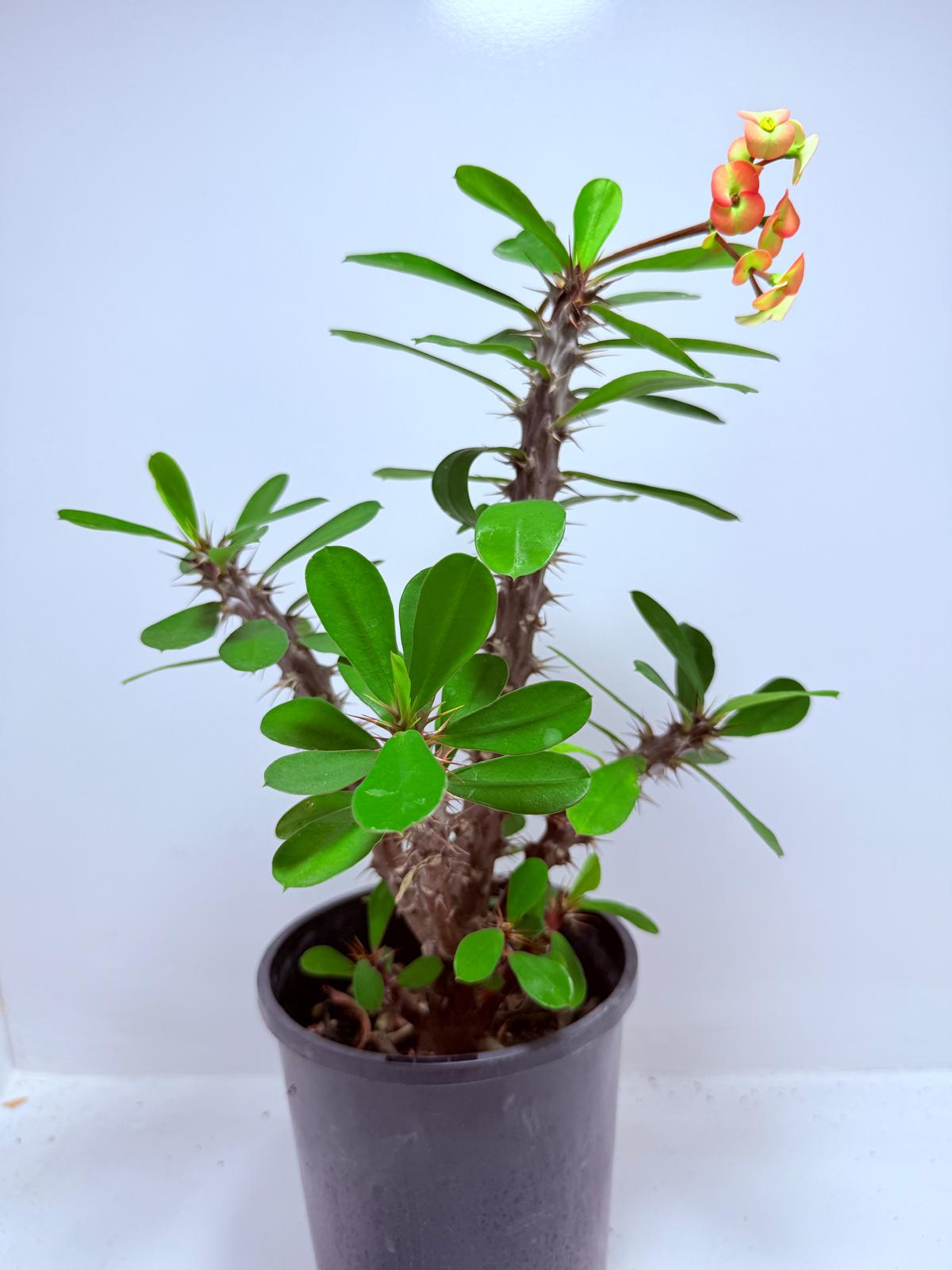 Euphorbia Milli #724