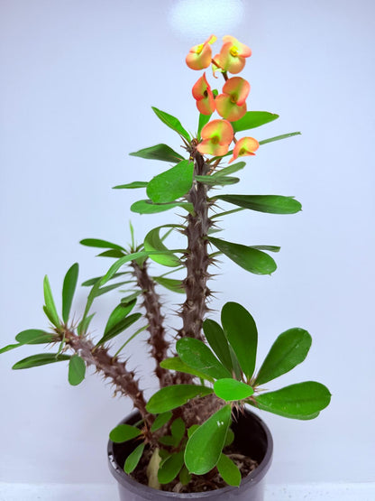 Euphorbia Milli #724