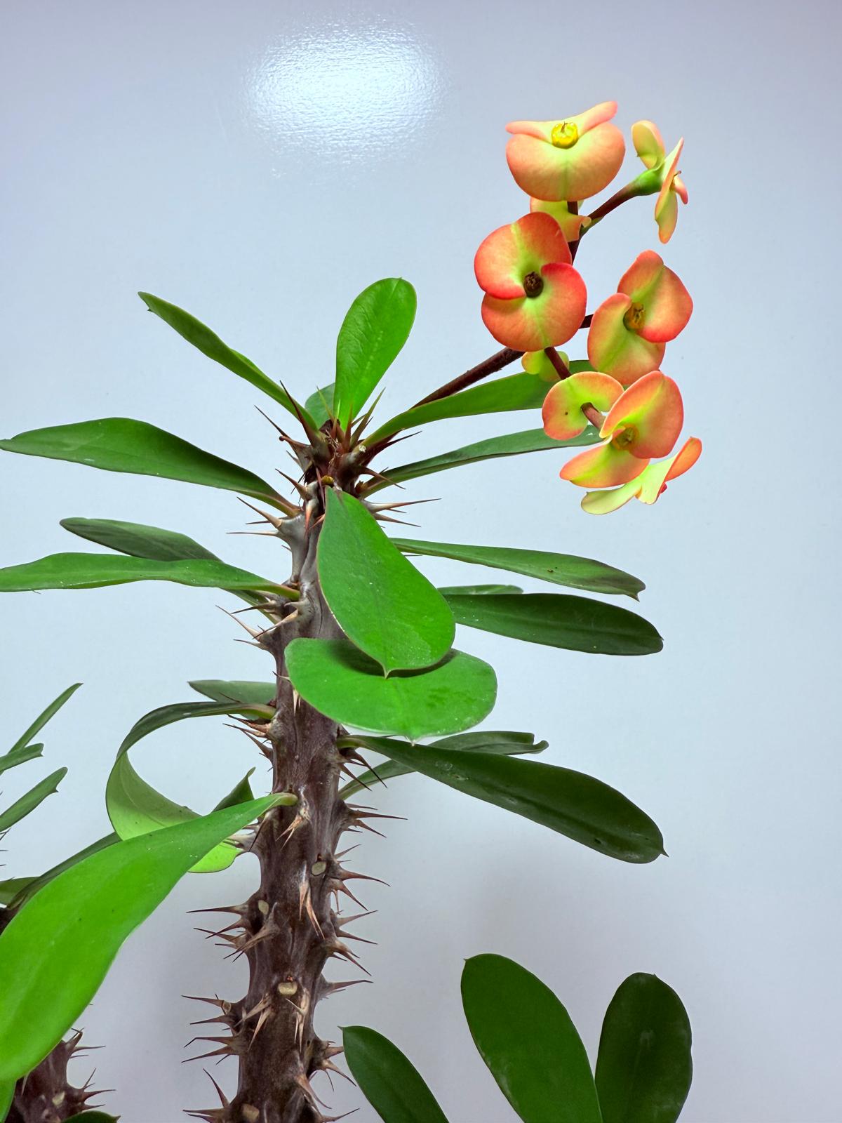 Euphorbia Milli #724