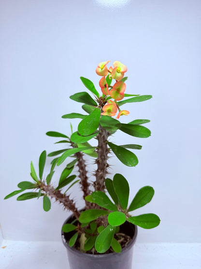 Euphorbia Milli #724