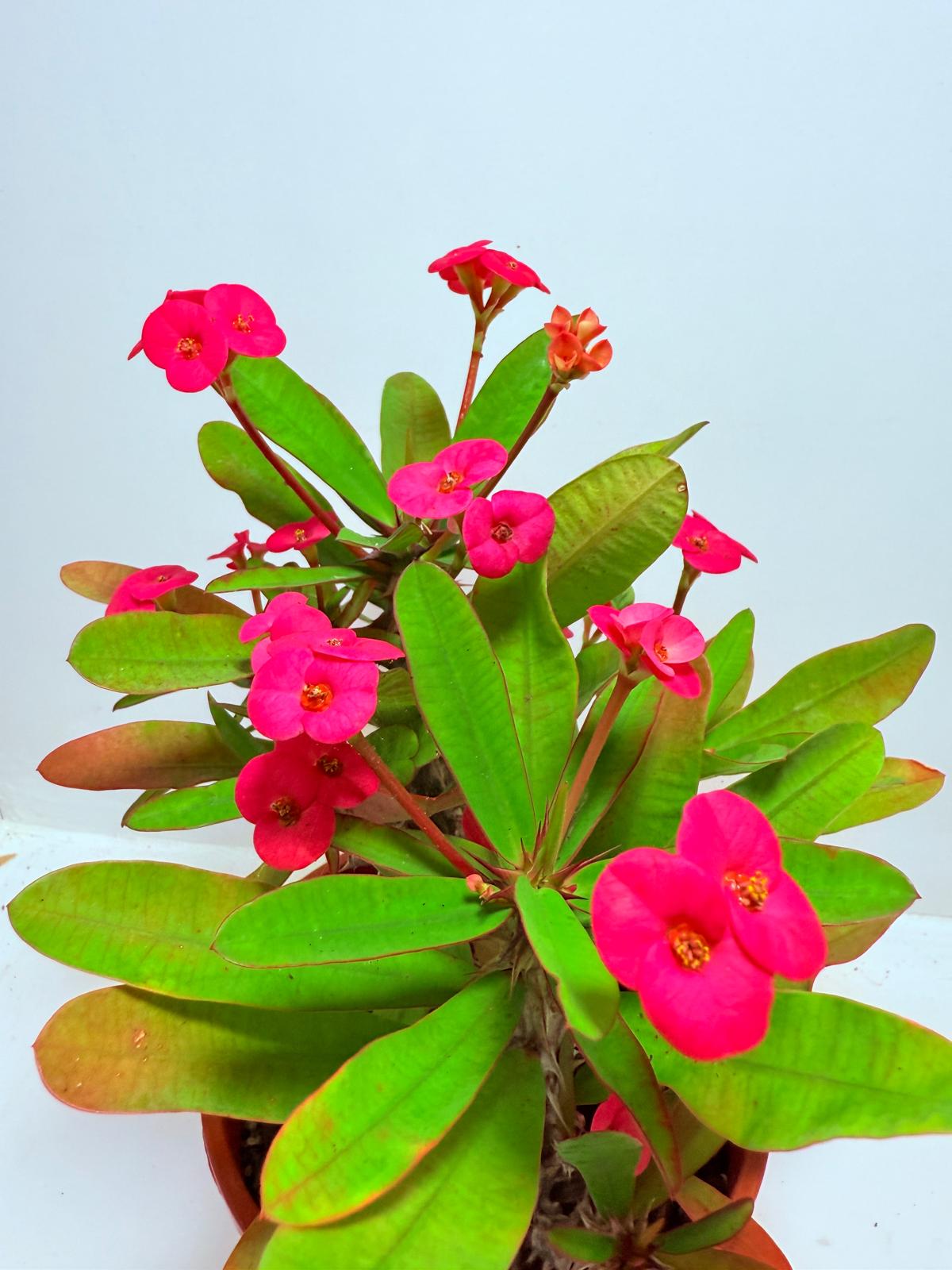Euphorbia Milli #727 three in one