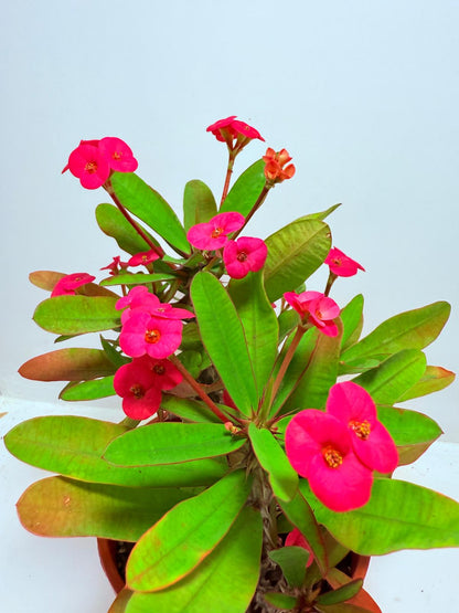 Euphorbia Milli #727 three in one