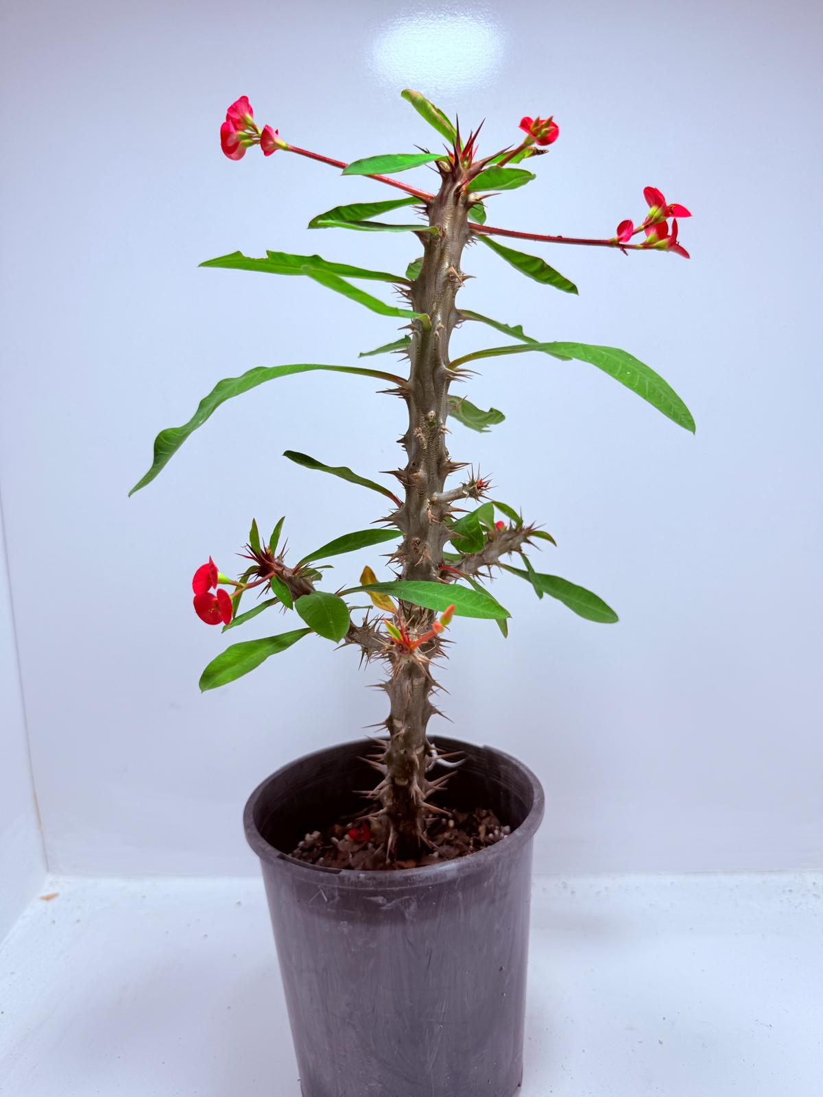 Euphorbia Milli #725