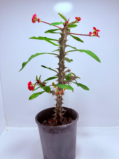 Euphorbia Milli #725