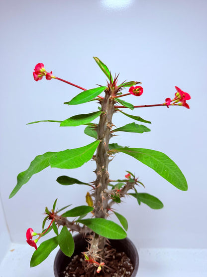 Euphorbia Milli #725