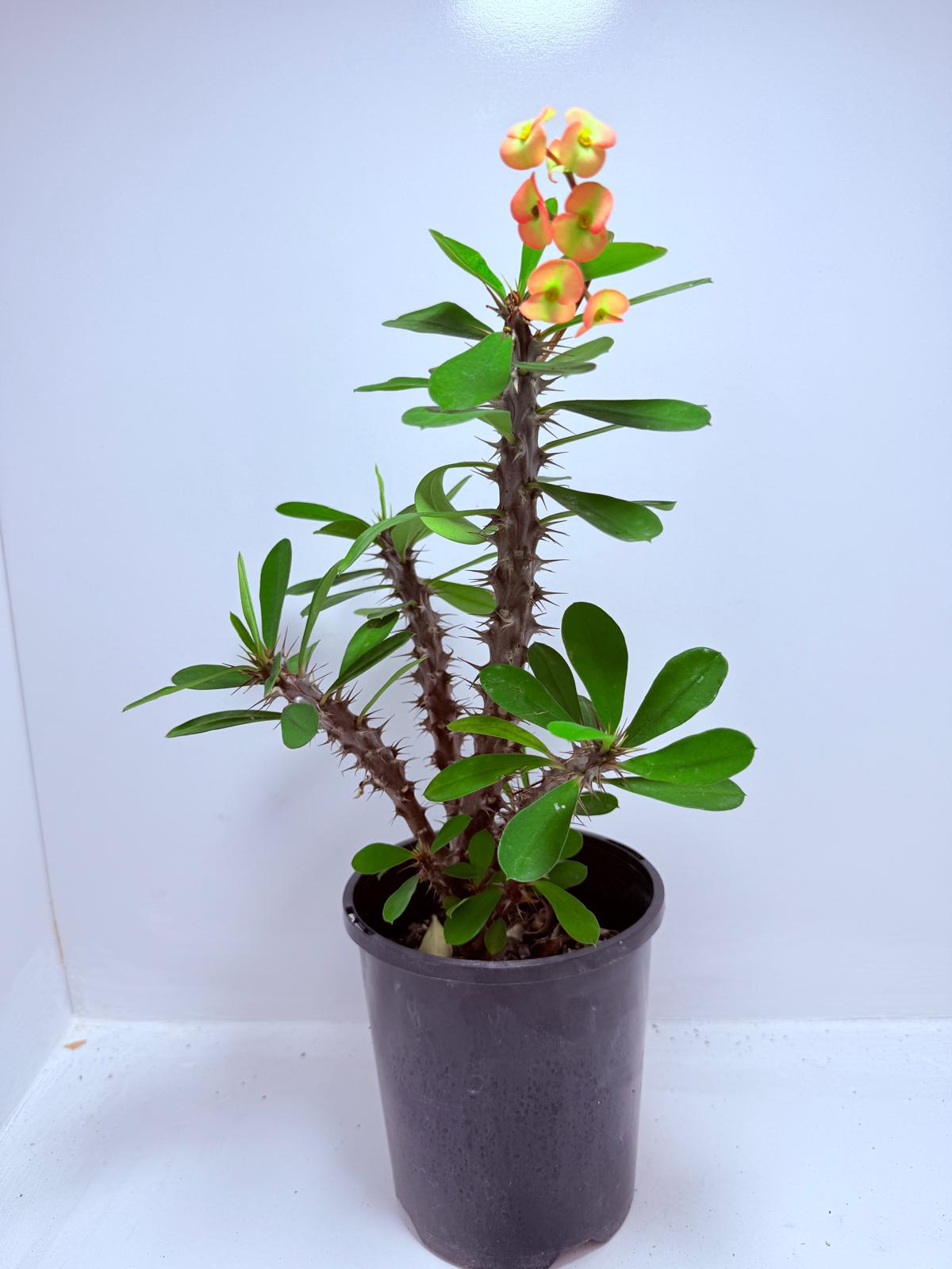 Euphorbia Milli #724