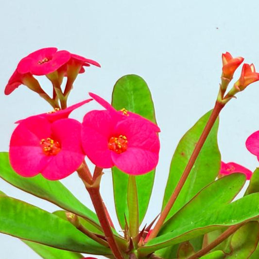 Euphorbia Milli #727 three in one