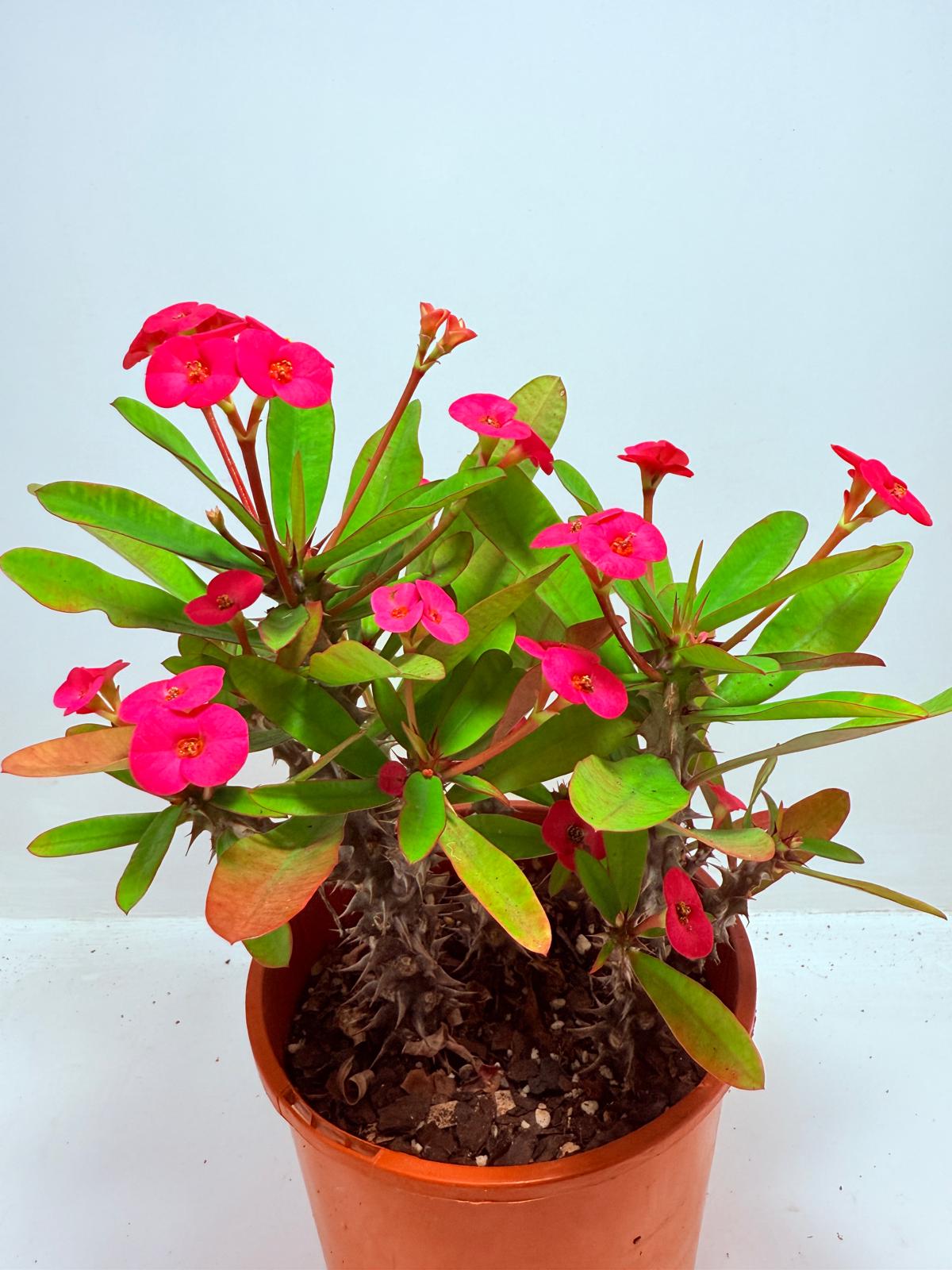 Euphorbia Milli #727 three in one