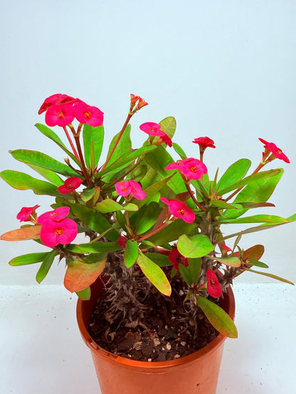 Euphorbia Milli #727 three in one