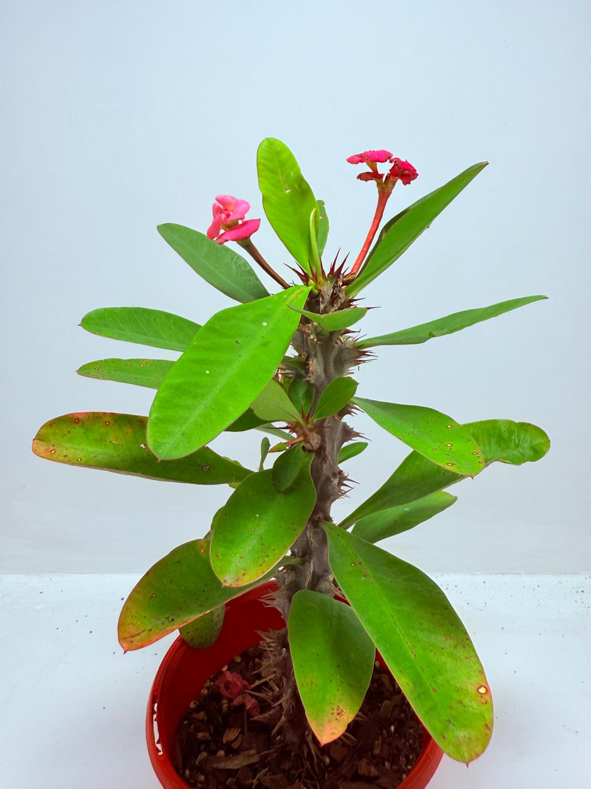 Euphorbia Milli #726