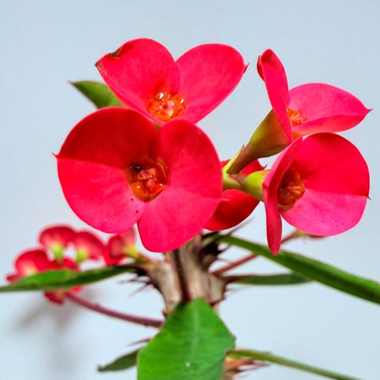 Euphorbia Milli #725