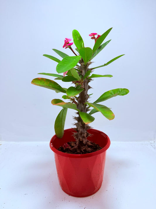Euphorbia Milli #726