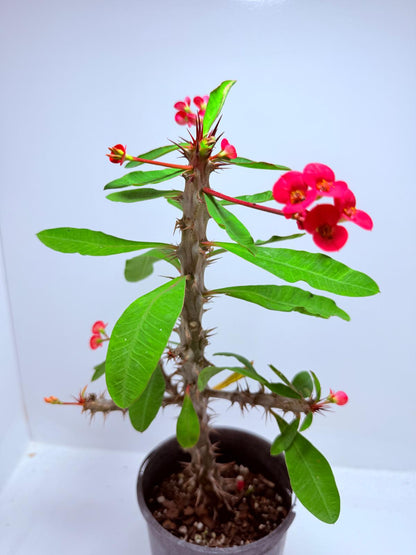 Euphorbia Milli #725