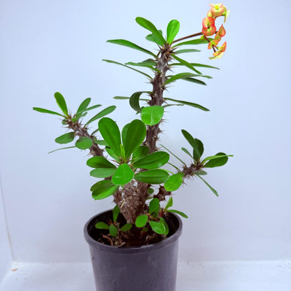 Euphorbia Milli #724