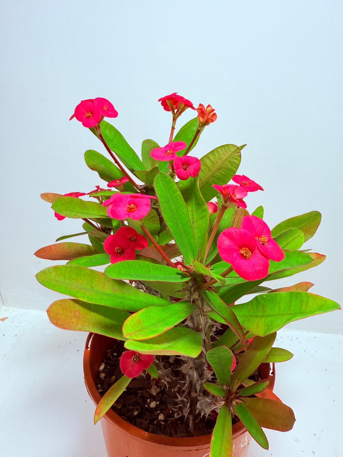 Euphorbia Milli #727 three in one