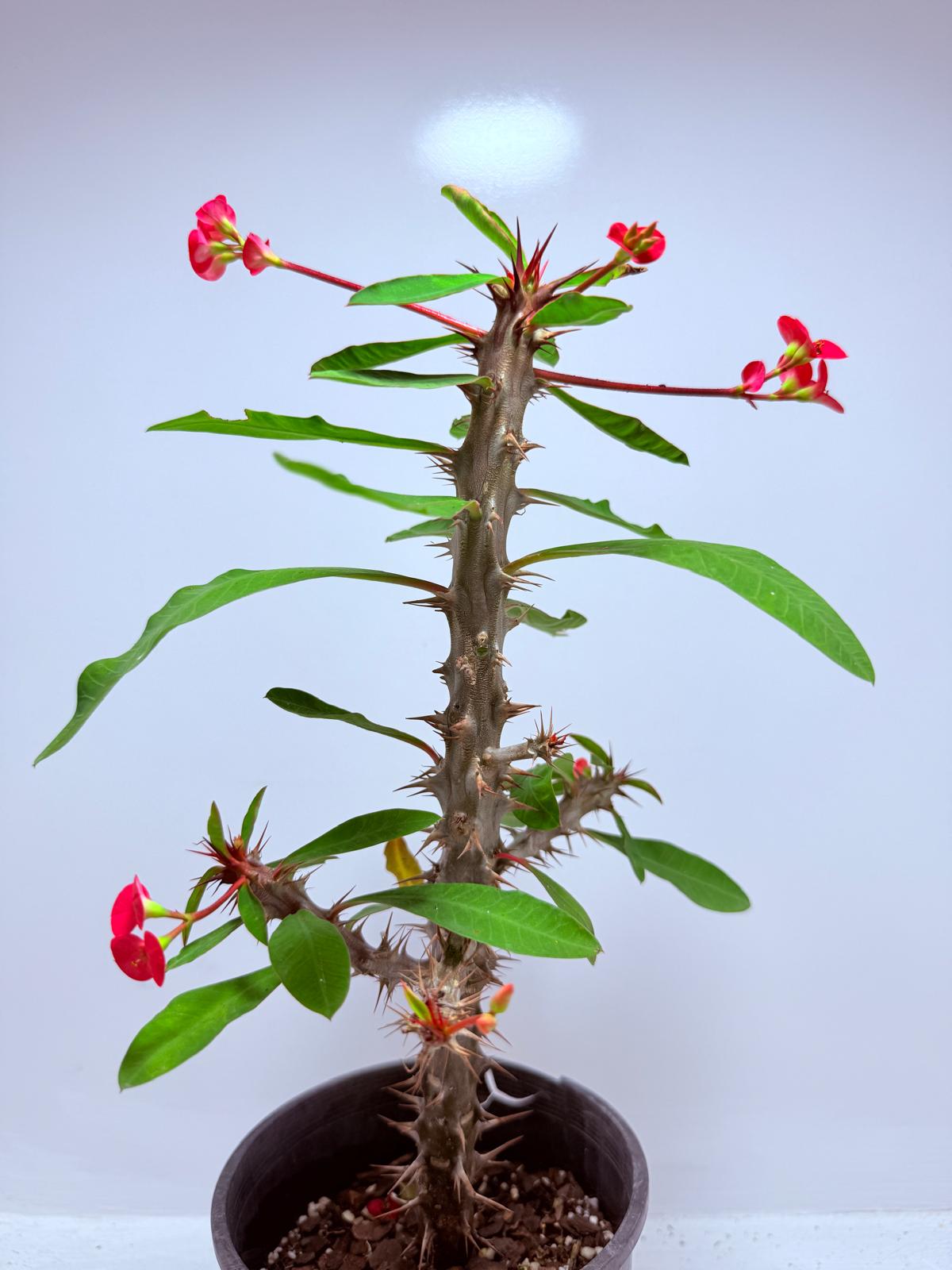 Euphorbia Milli #725