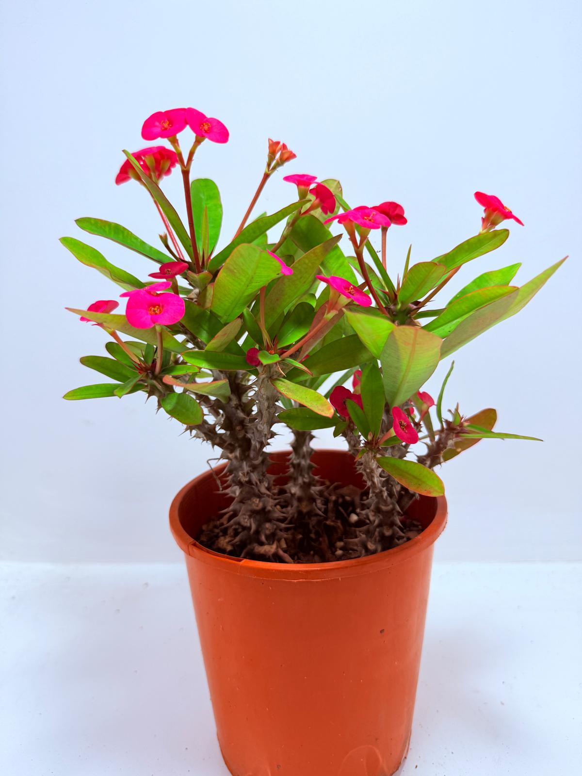 Euphorbia Milli #727 three in one