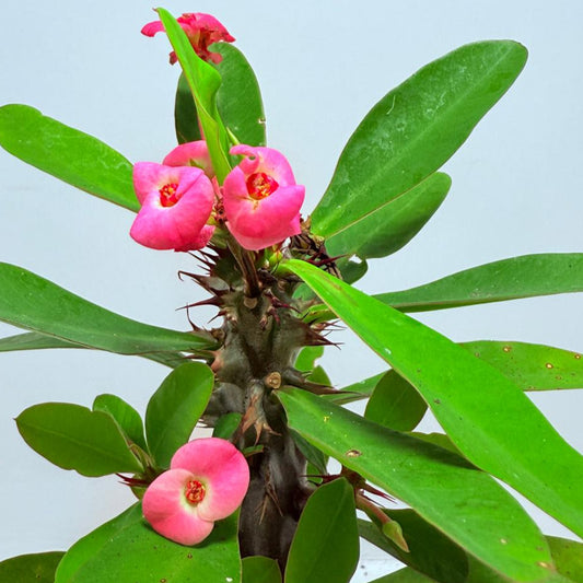 Euphorbia Milli #726