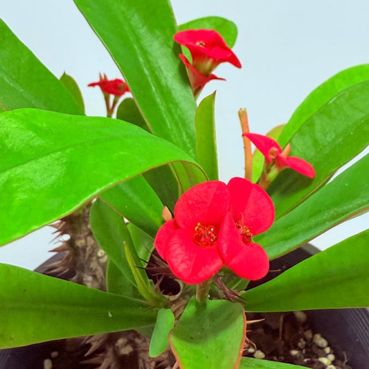 Euphorbia Milli #730