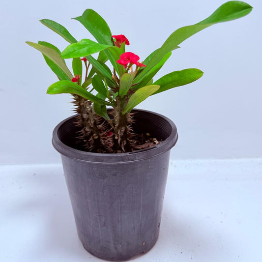 Euphorbia Milli #730